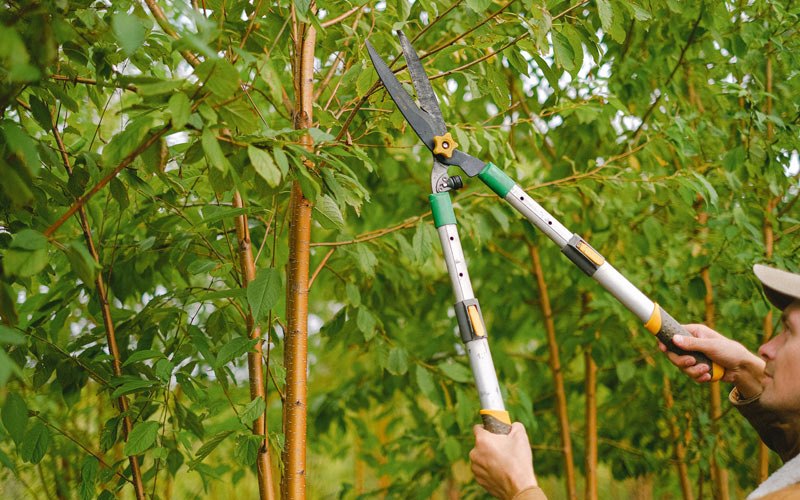 Tree trimming in Camillus, NY